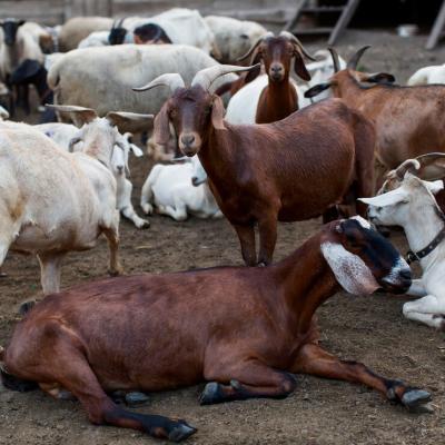Farm With Goats 23 2148673034