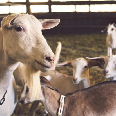 Goats Animals Txsov70d8e
