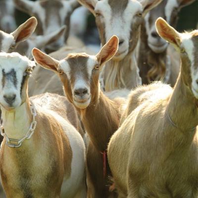 Goats Looking Into Camera