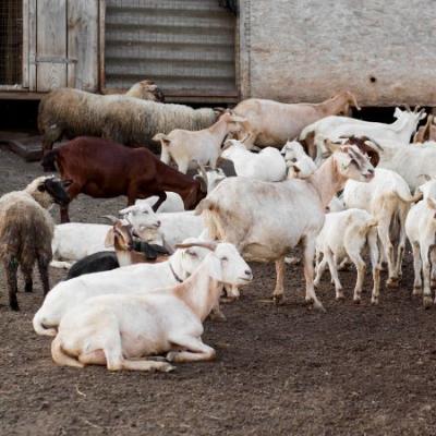 High Angle Goats Farm