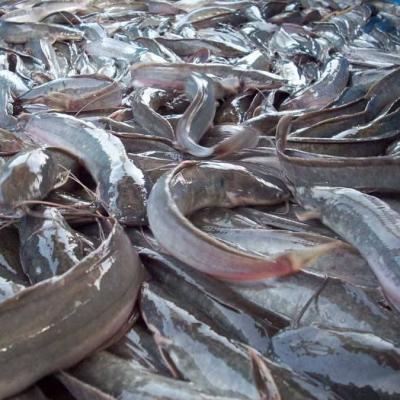 How To Start A Catfish Farming Business In Nigeria