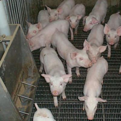 Jefo Pigs