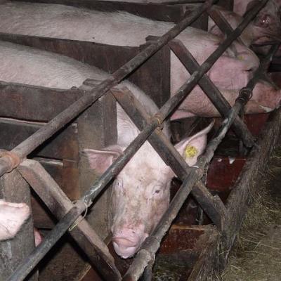 Pig 11245 640