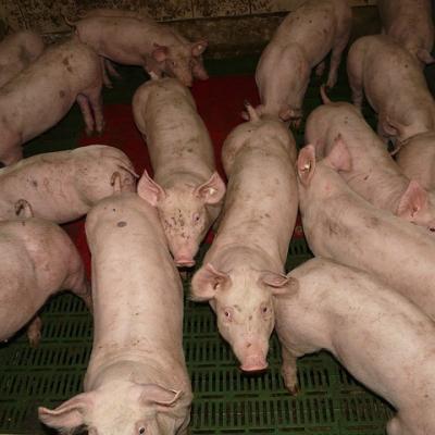 Pig 11246 640