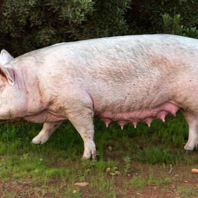 Pig 4111895 640