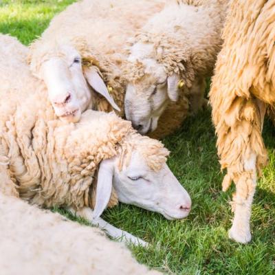 Sheep Green Grass