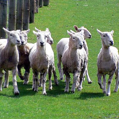 Sheep On The Run. 80963507691