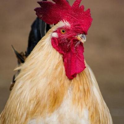 Tolorunlase Enterprises Farm Chicken 1