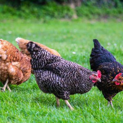 Tolorunlase Enterprises Farm Chicken 5