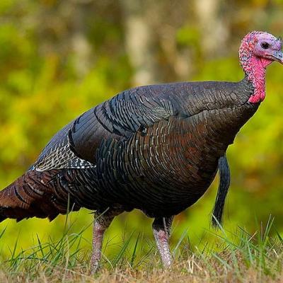 Turkeybird